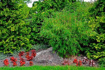 Bambus mrozoodporny i tuje, fargesia, bambus, Fargesia, bamboo on the flowerbed, umbrella bamboo, fountain bamboo and thuja., frost-resistant bamboo