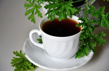 herbatka z geranium w białej filiżance, ziołowa herbata z geranium, Pelargonium Graveolens, geranium tea in a white cup, tea and geranium leaf, herbal tea with geranium, black tea with geranium leaf