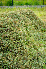 skoszone siano na łące, świeże siano, snopek siana, siano na polu, Mowed hay, Freshly cut hay in a field
