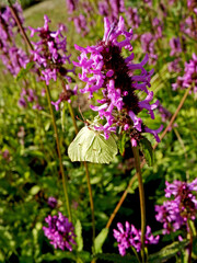 motyl na fioletowych kwiatach, Stachys officinalis lub Betonica officinalis, Bukwica zwyczajna, żółty motyl cytrynek (Gonepteryx rhamni) © kateej