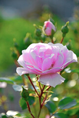 różowa róża w ogrodzie, kwitnący krzew różany, rosa, pink rose in the garden, blooming rose bush © kateej