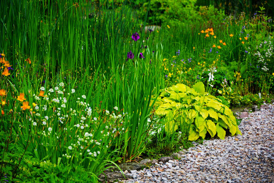 żwirowa ścieżka w ogrodzie, rośliny przy ścieżce w wiejskim ogrodzie, żwirowa alejka, garden path, funkia, irys i jarzmianka (Astrantia, hosta, Iris), wiosenne kwiaty, designer garden