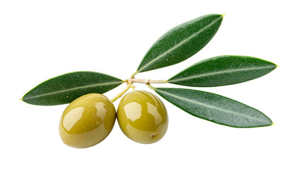 Single olive branch