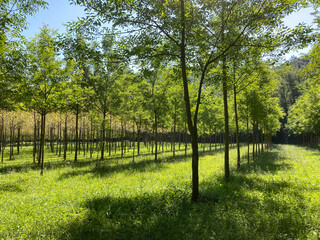 Young trees growing in a tree plantation with green grass