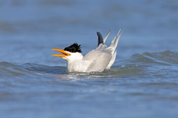 A Caspian tern (Hydroprogne caspia) taking a bath.