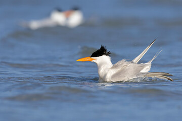 A Caspian tern (Hydroprogne caspia) taking a bath.