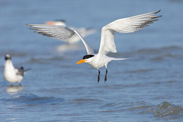 A Caspian tern (Hydroprogne caspia) in flight.