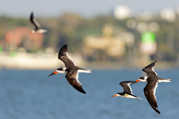 American black skimmers (Rynchops niger) in flight.