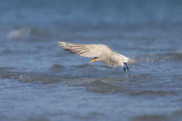 A Caspian tern (Hydroprogne caspia) take flight from the sea.