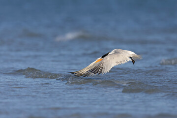 A Caspian tern (Hydroprogne caspia) take flight from the sea.