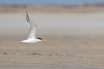 A Caspian tern (Hydroprogne caspia) in flight.