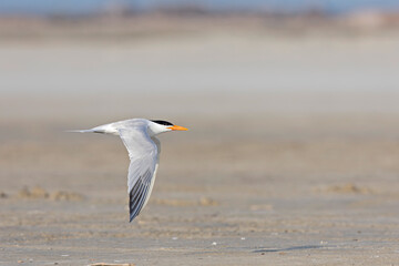 A Caspian tern (Hydroprogne caspia) in flight.