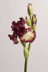 Close-up cream beige, purple brown Iris Flower on gray. Macro natural background.