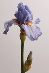Close-up cream beige, violet, blue Iris Flower on gray. Macro natural abstract background.