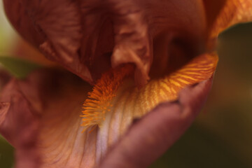 Smoke close-up selective soft focus beige, orange, terracotta Iris Flower Petal. Macro natural abstract blur background.