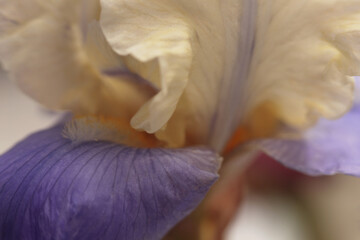 Smoke close-up selective soft focus beige, violet Iris Flower Petal. Macro natural abstract blur background.