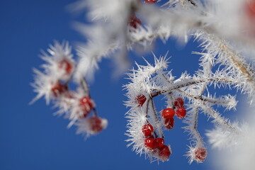 rotes Beeren des Schneeballs im Rauhreif - frosted viburnum berries