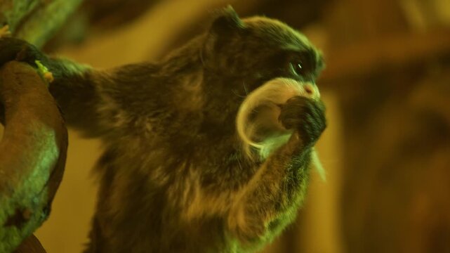 Zoo