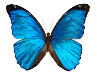 Blue lightning butterfly Morpho menelaus stands out with vibrant blue wings. The butterfly is isolated against a white background, showcasing its unique coloring and details.