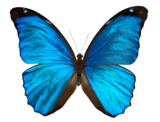 Blue lightning butterfly Morpho menelaus stands out with vibrant blue wings. The butterfly is isolated against a white background, showcasing its unique coloring and details.