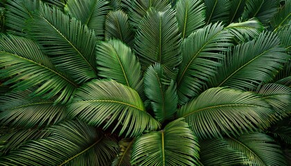 dense tropical palm fronds overlapping textures vibrant green hues overhead nature