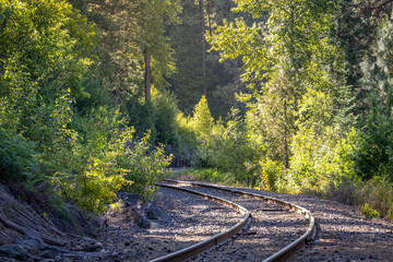 Railroad tracks twisting through forest