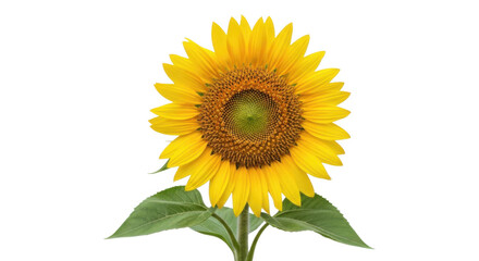Obraz premium Sunflower isolated on transparent background with vibrant yellow petals and green leaves perfect for summer designs