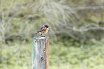 A European stonechat rests on a weathered wooden post