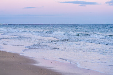Flock of birds skim low above the waterline as waves wash up on the quiet beach.