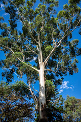 Gum tree, Royal Botanic Garden, Sydney, NSW, Australia