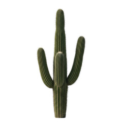 Saguaro Cactus Isolated Black Background