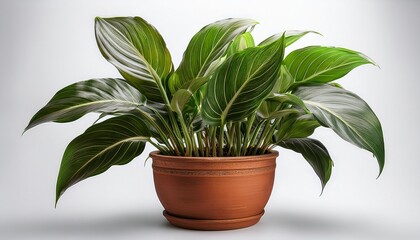 A Lush Green Potted Plant With Broad Glossy Leaves In A Rustic Terracotta Pot Background Removed