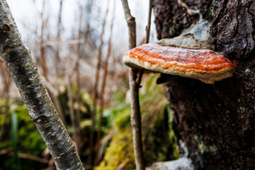 Large bracket fungus attached to tree trunk in forest