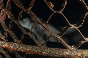 Dolphin swimming in the Red Sea, Eilat Israel

