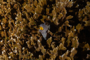 Moray eel Mooray lycodontis undulatus in the Red Sea, Eilat Israel
