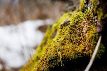 Close-up of green moss growing on tree bark in forest environment