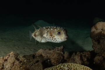 Fish swimming in the Red Sea, colorful fish, Eilat, Israel
