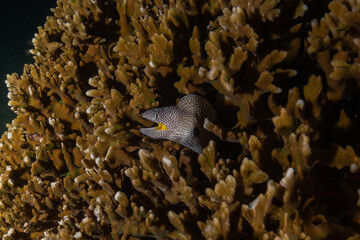 Moray eel Mooray lycodontis undulatus in the Red Sea, Eilat Israel
