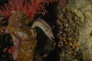 Moray eel Mooray lycodontis undulatus in the Red Sea, Eilat Israel
