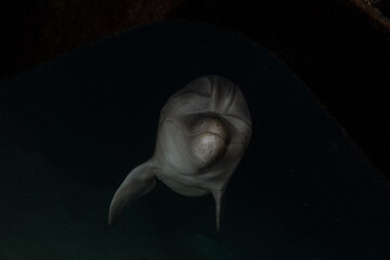 Dolphin swimming in the Red Sea, Eilat Israel
