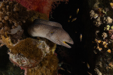 Moray eel Mooray lycodontis undulatus in the Red Sea, Eilat Israel
