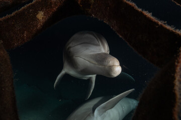 Dolphin swimming in the Red Sea, Eilat Israel
