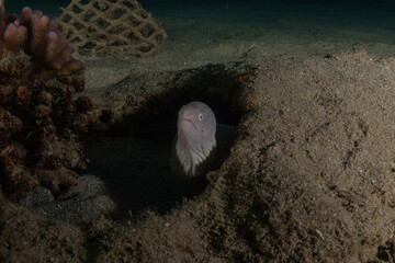 Moray eel Mooray lycodontis undulatus in the Red Sea, Eilat Israel
