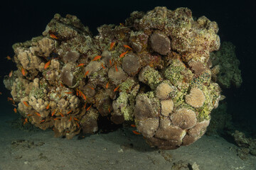 Coral reef and water plants in the Red Sea, Eilat Israel
