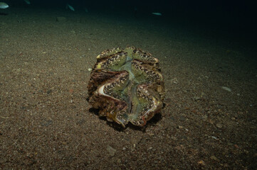 Giant Clam in the Red Sea Colorful and beautiful, Eilat Israel
