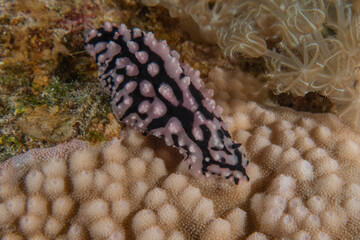Nudibranch Sea Slug in the Red Sea, Colorful and beautiful, Eilat, Israel
