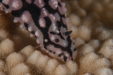 Nudibranch Sea Slug in the Red Sea, Colorful and beautiful, Eilat, Israel
