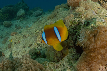 Clown-fish anemonefish in the Red Sea Colorful and beautiful, Eilat Israel
