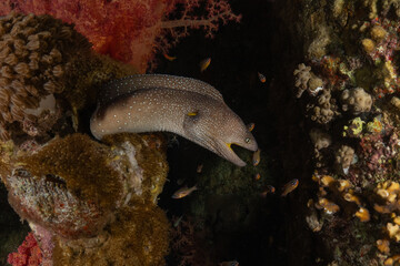 Moray eel Mooray lycodontis undulatus in the Red Sea, Eilat Israel
