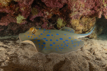 Blue-spotted stingray On the seabed in the Red Sea Eilat, Israel

